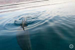 Eilat dolphin tail red sea photographed by Yonit Schiller © 2015 יונית שילר