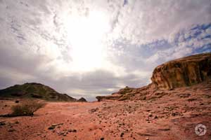 mushroom timna תמנה פטריה photographed by Yonit Schiller © 2015 יונית שילר