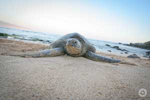 Yocheved Photographer Yonit Schiller. maui sea turtle hawaii photographed by Yonit Schiller © 2015 יונית שילר